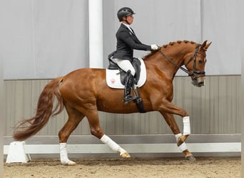 Hannover, Giumenta, 7 Anni, 168 cm, Sauro