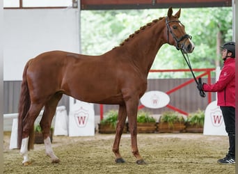 Hannover, Giumenta, 7 Anni, 168 cm, Sauro