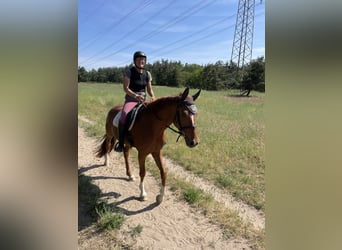 Hannover, Giumenta, 7 Anni, 168 cm, Sauro