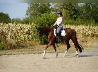 Hannover, Giumenta, 7 Anni, 168 cm, Sauro