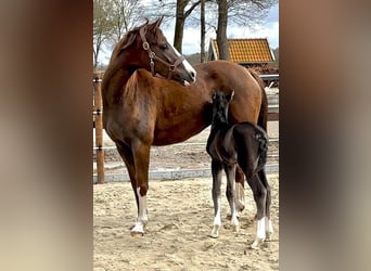 Hannover, Giumenta, 7 Anni, 168 cm, Sauro scuro