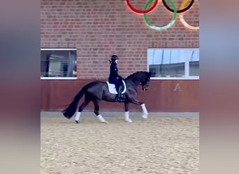 Hannover, Giumenta, 7 Anni, 169 cm, Baio nero