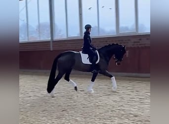 Hannover, Giumenta, 7 Anni, 169 cm, Baio nero