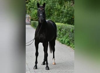 Hannover, Giumenta, 7 Anni, 169 cm, Morello