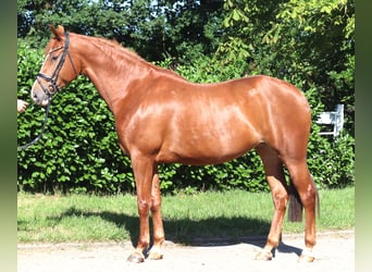 Hannover, Giumenta, 7 Anni, 169 cm, Sauro