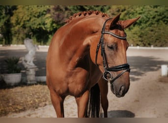 Hannover, Giumenta, 7 Anni, 169 cm, Sauro