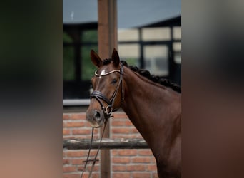 Hannover, Giumenta, 7 Anni, 169 cm, Sauro scuro