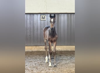 Hannover, Giumenta, 7 Anni, 170 cm, Baio