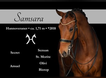 Hannover, Giumenta, 7 Anni, 171 cm, Baio