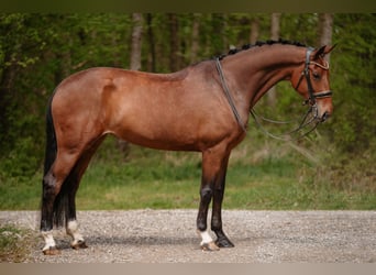 Hannover, Giumenta, 7 Anni, 171 cm, Baio
