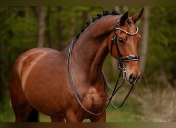Hannover, Giumenta, 7 Anni, 171 cm, Baio