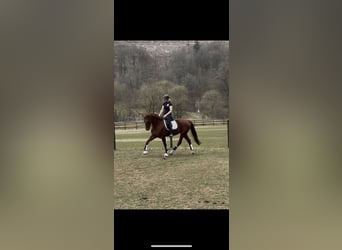 Hannover, Giumenta, 7 Anni, 171 cm, Sauro