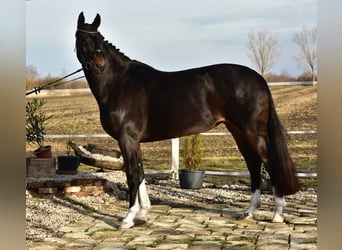 Hannover, Giumenta, 7 Anni, 172 cm, Baio