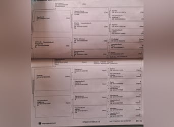 Hannover, Giumenta, 7 Anni, 172 cm, Baio