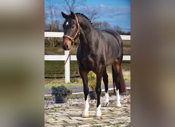 Hannover, Giumenta, 7 Anni, 172 cm, Baio