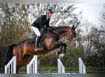 Hannover, Giumenta, 7 Anni, 172 cm, Baio scuro