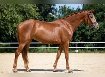 Hannover, Giumenta, 7 Anni, 172 cm, Sauro