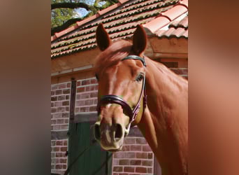 Hannover, Giumenta, 7 Anni, 172 cm, Sauro