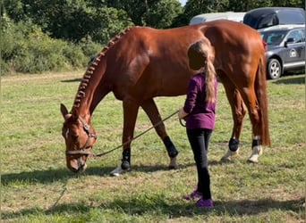 Hannover, Giumenta, 7 Anni, 173 cm, Sauro