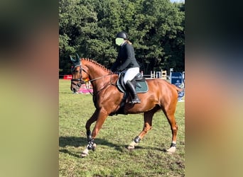 Hannover, Giumenta, 7 Anni, 173 cm, Sauro