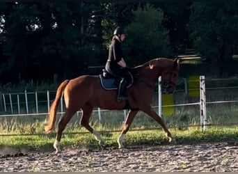 Hannover, Giumenta, 7 Anni, 173 cm, Sauro