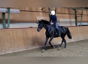 Hannover, Giumenta, 7 Anni, 174 cm, Baio nero