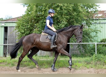 Hannover, Giumenta, 7 Anni, 174 cm, Morello