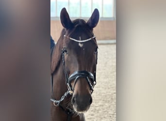 Hannover, Giumenta, 7 Anni, 174 cm, Sauro scuro