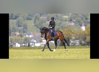 Hannover, Giumenta, 7 Anni, 175 cm, Baio