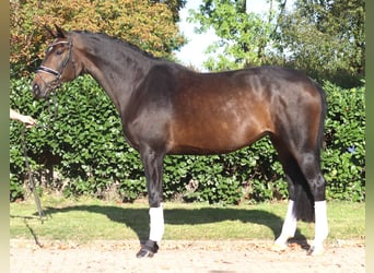 Hannover, Giumenta, 7 Anni, 175 cm, Baio scuro