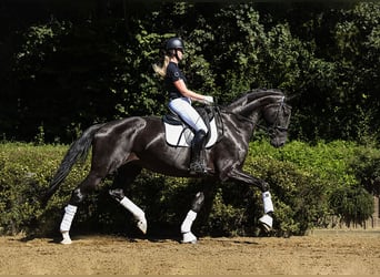 Hannover, Giumenta, 7 Anni, 175 cm, Morello