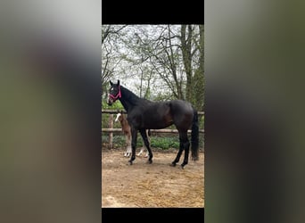 Hannover, Giumenta, 7 Anni, 178 cm, Baio scuro