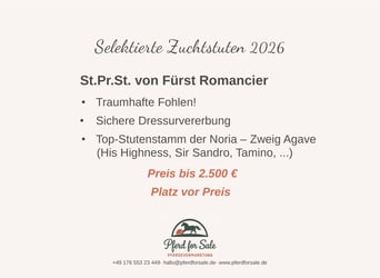 Hannover, Giumenta, 7 Anni