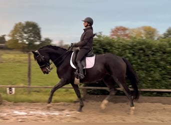 Hannover, Giumenta, 8 Anni, 155 cm, Baio nero