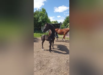 Hannover, Giumenta, 8 Anni, 155 cm, Morello