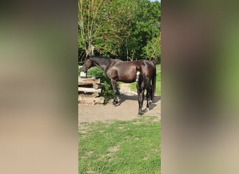 Hannover, Giumenta, 8 Anni, 155 cm, Morello