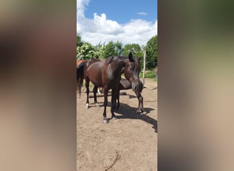 Hannover, Giumenta, 8 Anni, 155 cm, Morello