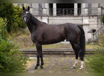 Hannover, Giumenta, 8 Anni, 159 cm, Morello