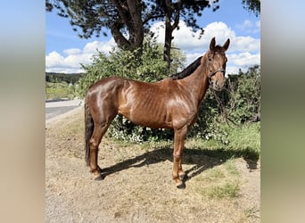 Hannover, Giumenta, 8 Anni, 162 cm, Sauro