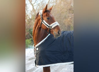 Hannover, Giumenta, 8 Anni, 162 cm, Sauro scuro