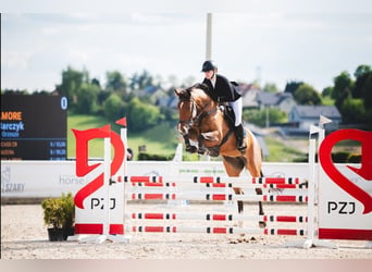 Hannover, Giumenta, 8 Anni, 164 cm, Baio
