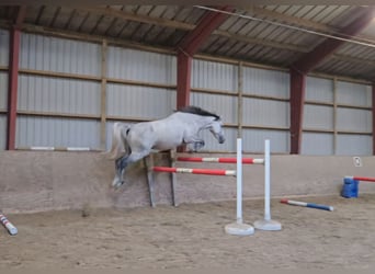 Hannover, Giumenta, 8 Anni, 164 cm, Grigio trotinato