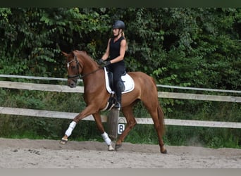 Hannover, Giumenta, 8 Anni, 164 cm, Sauro scuro