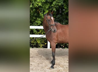Hannover, Giumenta, 8 Anni, 165 cm, Baio