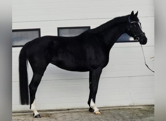 Hannover, Giumenta, 8 Anni, 165 cm, Morello