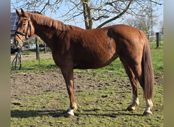 Hannover, Giumenta, 8 Anni, 165 cm, Sauro