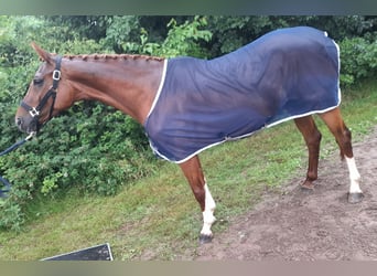 Hannover, Giumenta, 8 Anni, 165 cm, Sauro