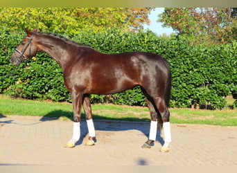 Hannover, Giumenta, 8 Anni, 165 cm, Sauro scuro