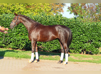 Hannover, Giumenta, 8 Anni, 165 cm, Sauro scuro