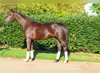 Hannover, Giumenta, 8 Anni, 165 cm, Sauro scuro